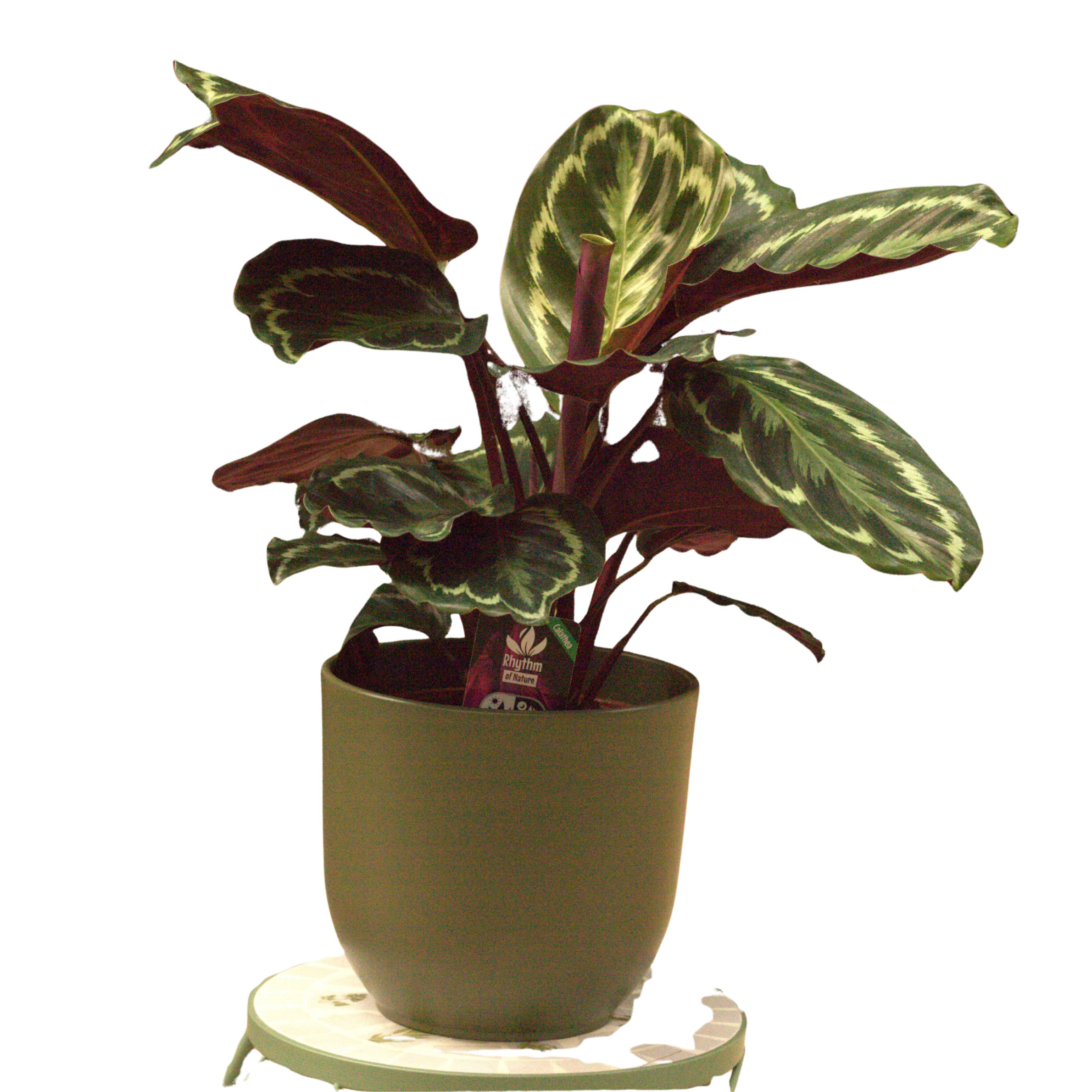 Calathea 'Medallion'
