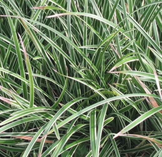 Carex morrowii 'Variegata' Carex morrowii 'Variegata'