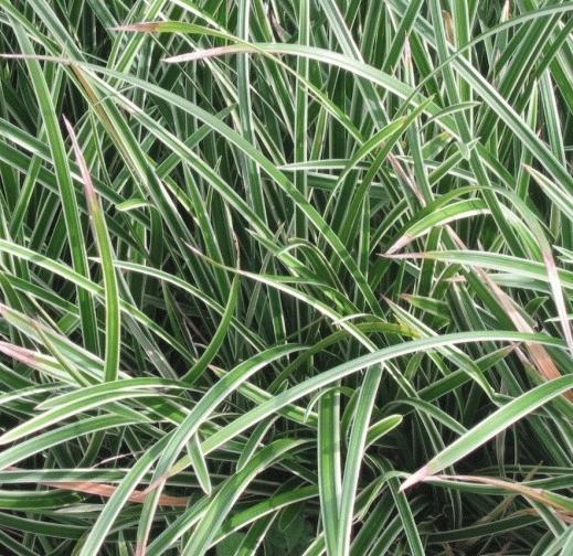 Carex morrowii 'Variegata'