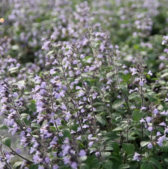 Calamintha nepeta 'Blue Cloud' Calamintha nepeta 'Blue Cloud'
