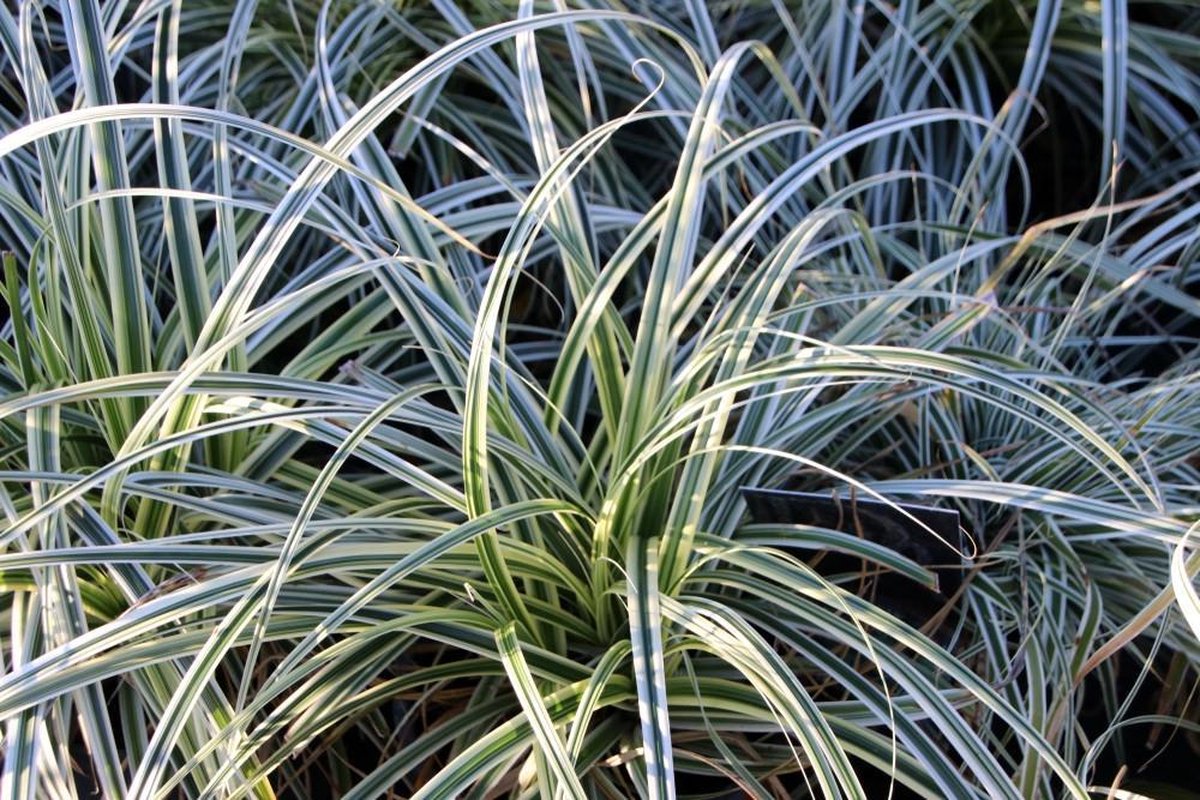 Carex osh. 'Everest' Carex osh. 'Everest'