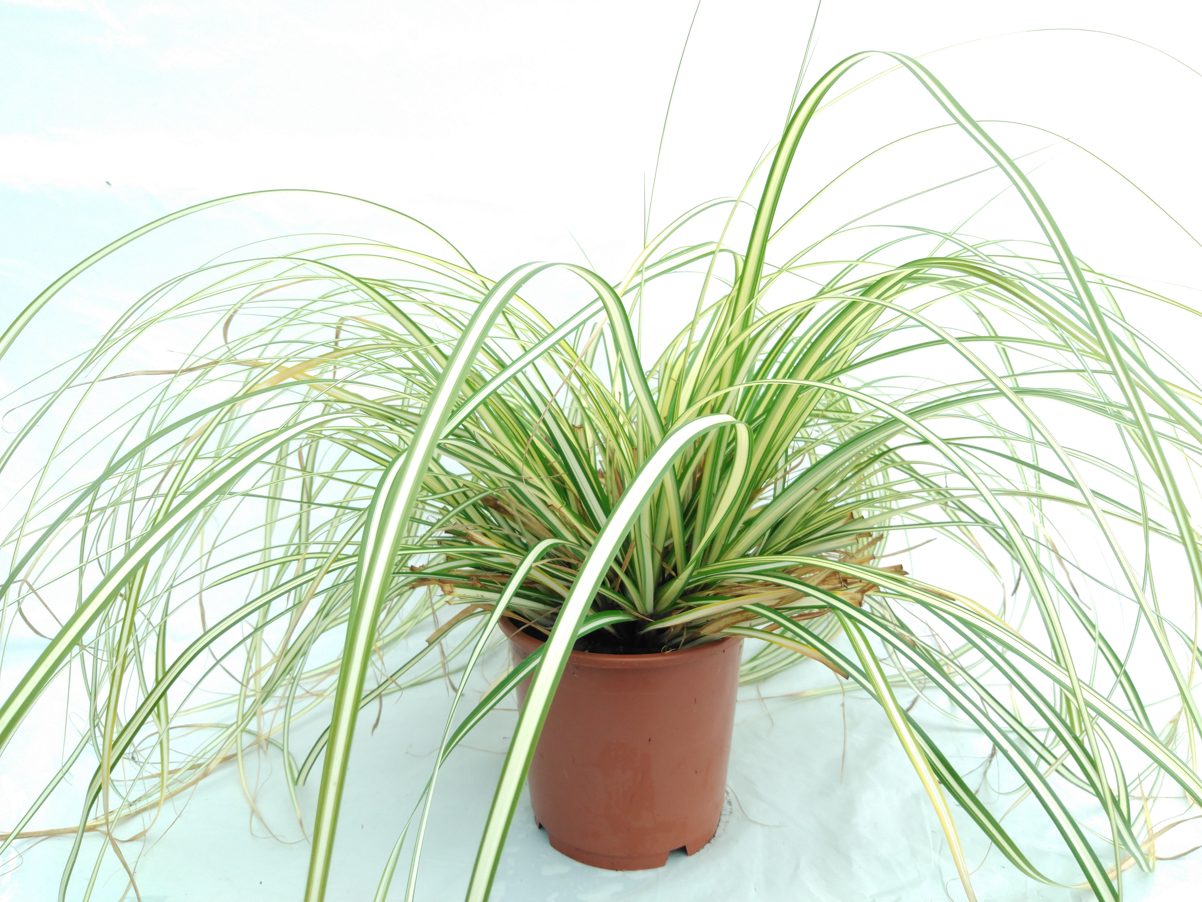 Carex oshimensis 'Evergold'