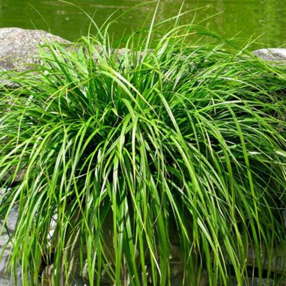 Carex oshimensis 'Evergreen' Carex oshimensis 'Evergreen'