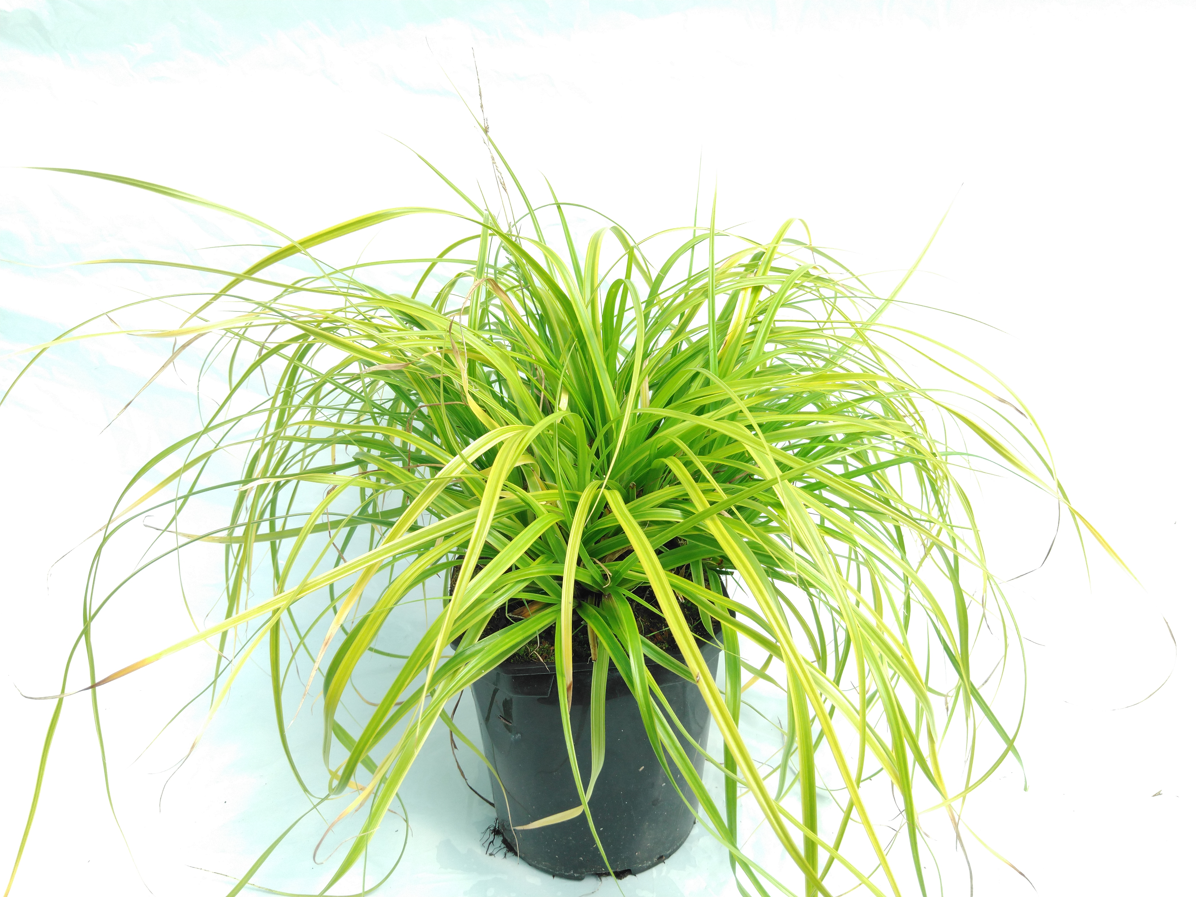 Carex oshimensis 'Everlime'