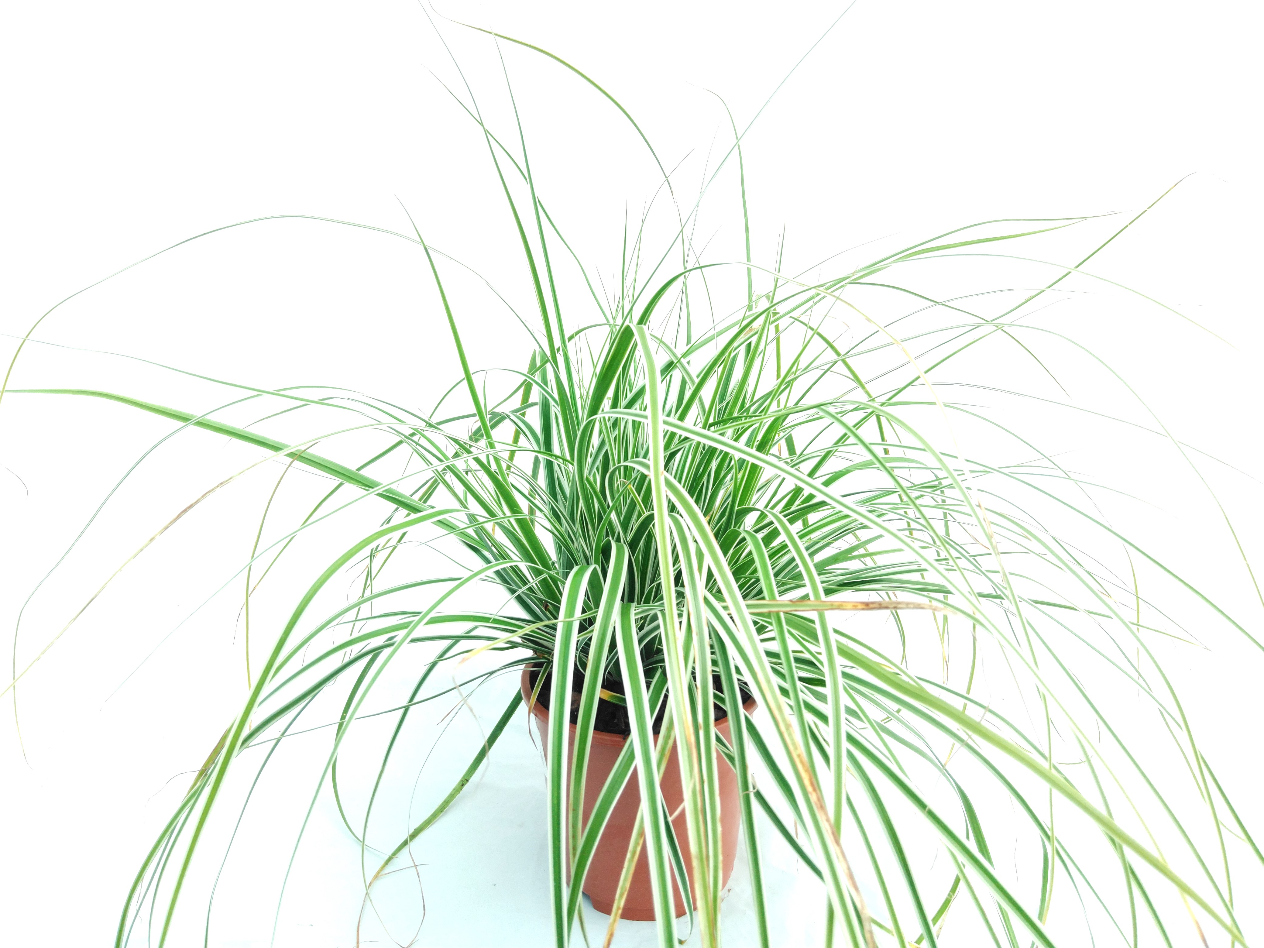 Carex oshimensis 'Everest'