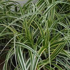 Carex oshimensis 'Feather Falls' Carex oshimensis 'Feather Falls'