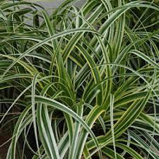 Carex oshimensis 'Feather Falls'