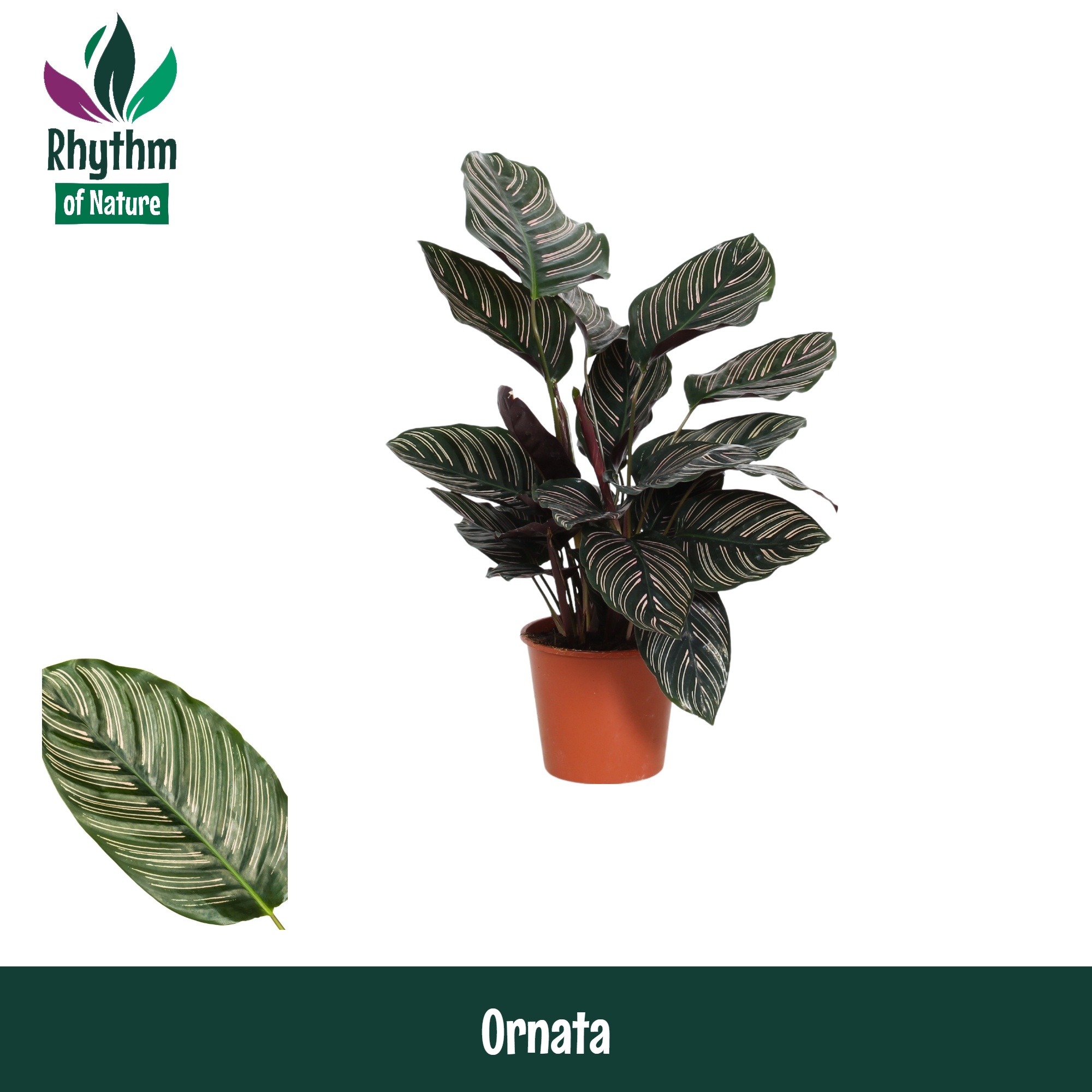 Calathea ornata Sanderiana