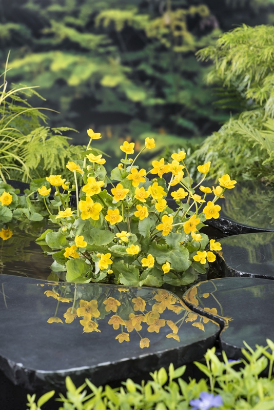 Caltha Palustris Caltha Palustris