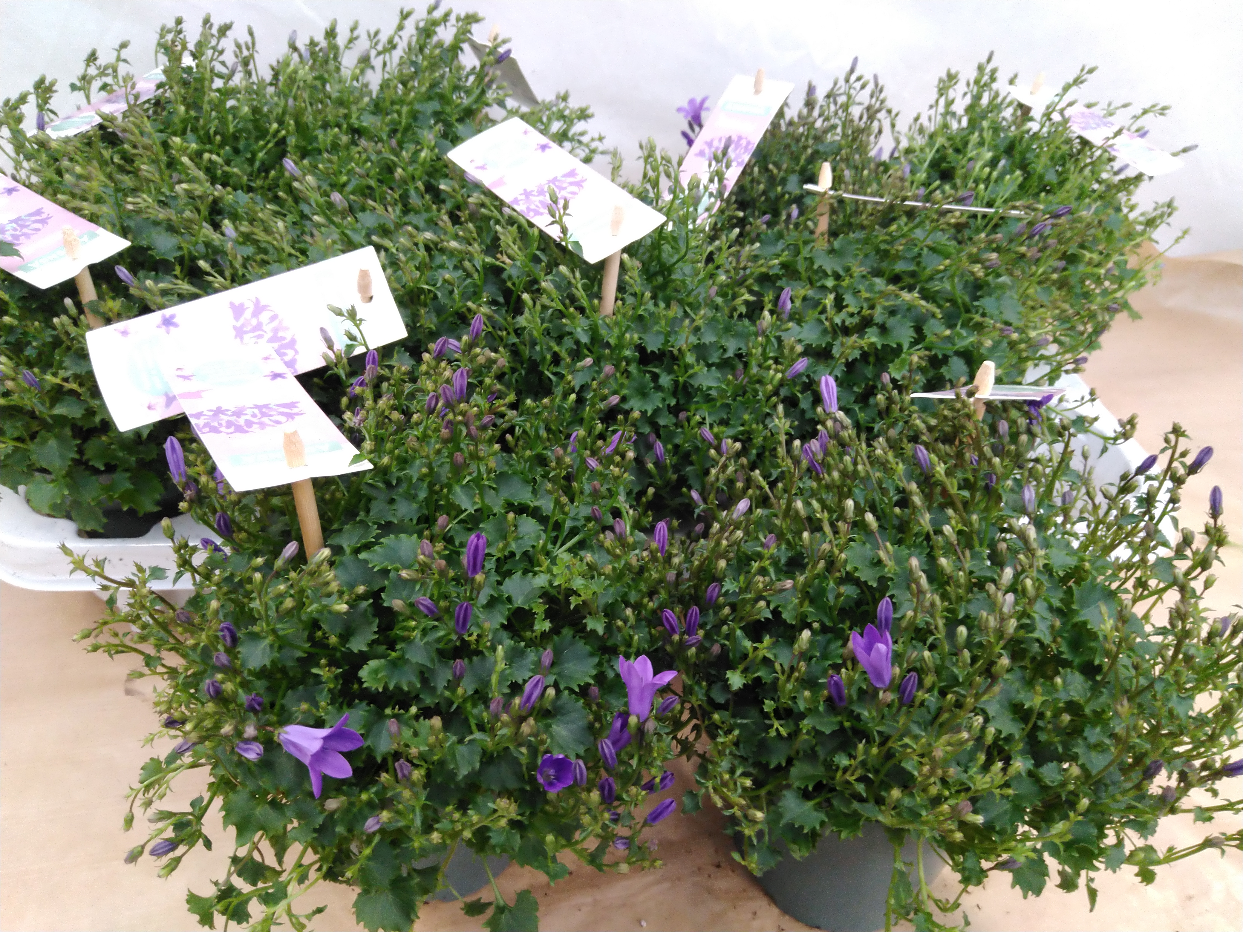 Campanula porten. 'Ambella Purple'