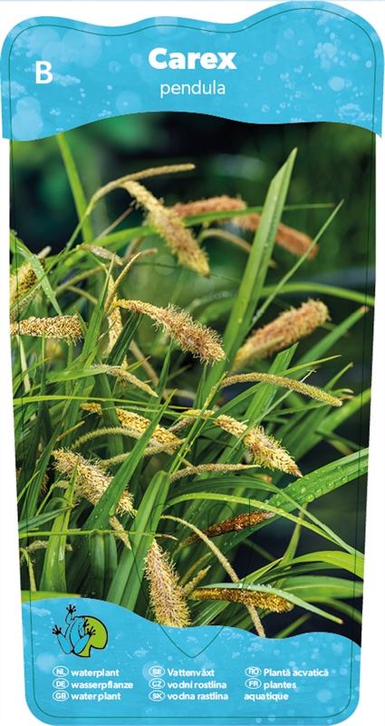 Carex pendula