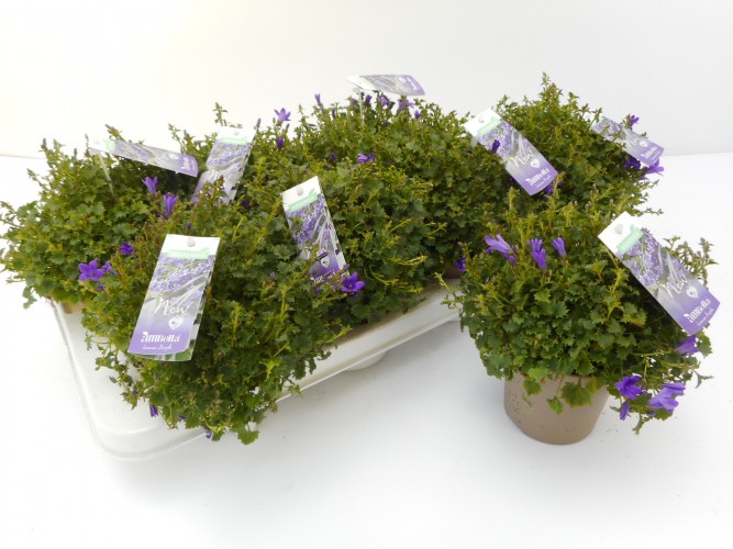 Campanula porten. 'Get Mee' Get Mee Blue