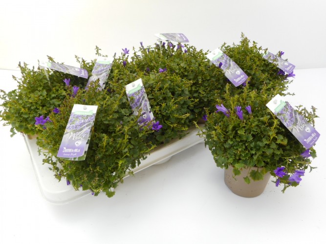 Campanula porten. 'Get Mee'  - PROMO