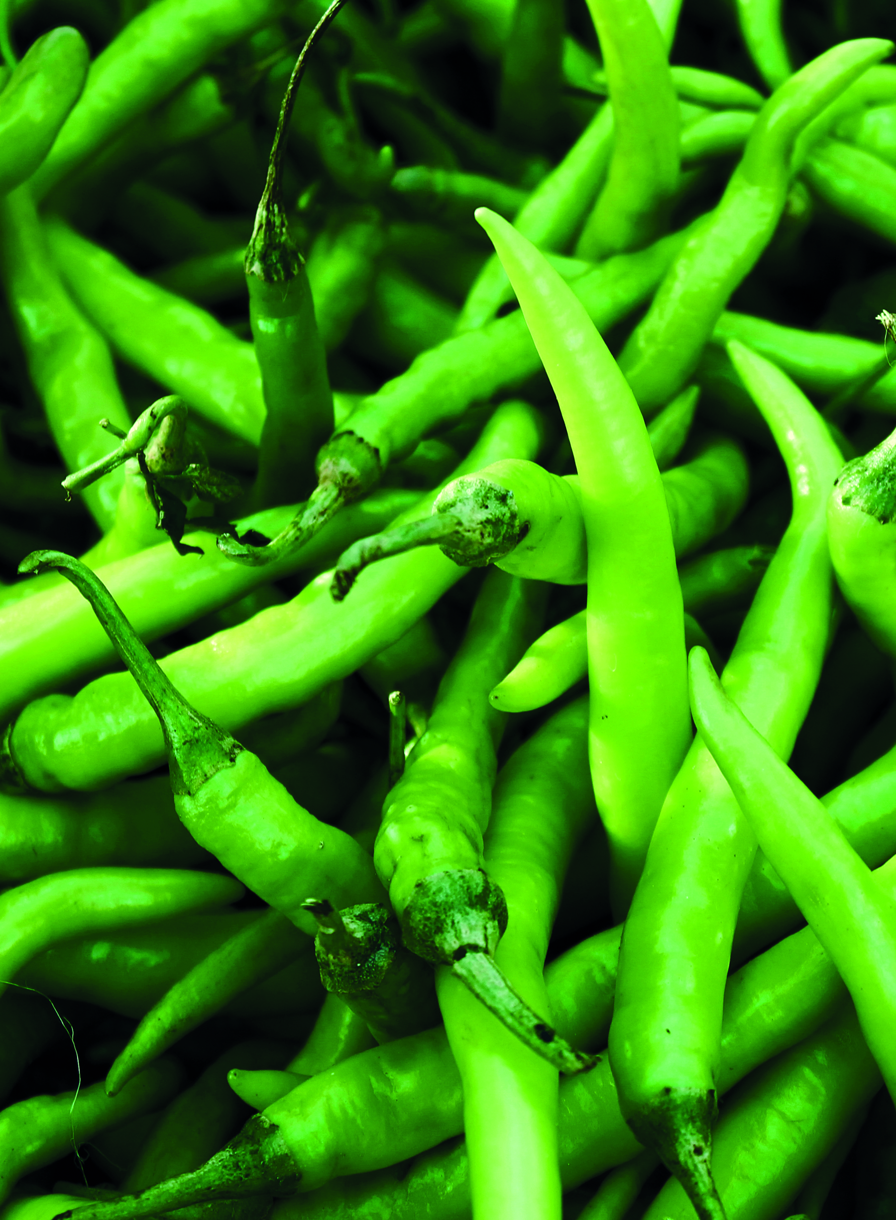 Pepers groen 'Pintor' F1  - Piment vert