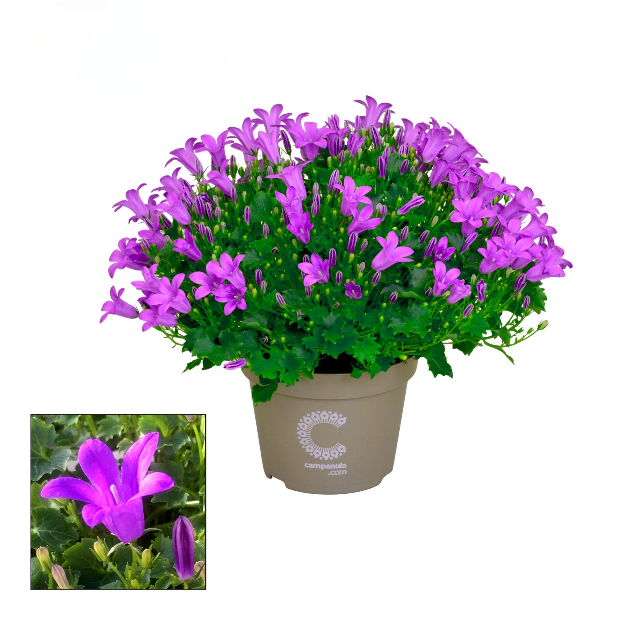 Campanula porten. 'Porto' INFO-Line