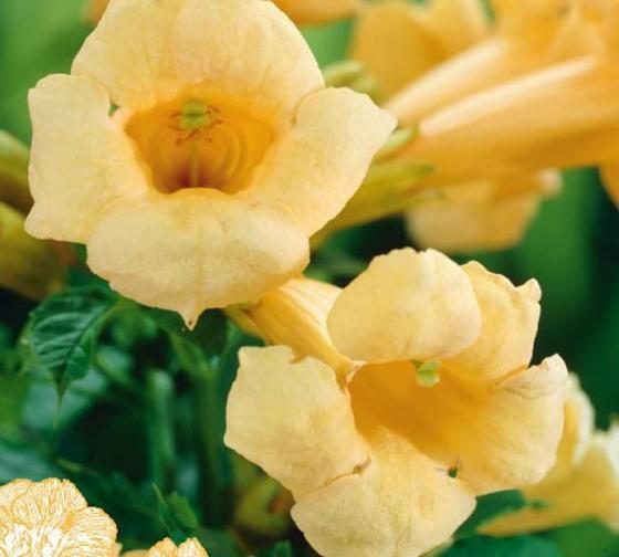 Campsis rad. 'Flava' Campsis rad. 'Flava'