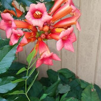 Campsis tag. 'Indian Summer' Campsis tag. 'Indian Summer'