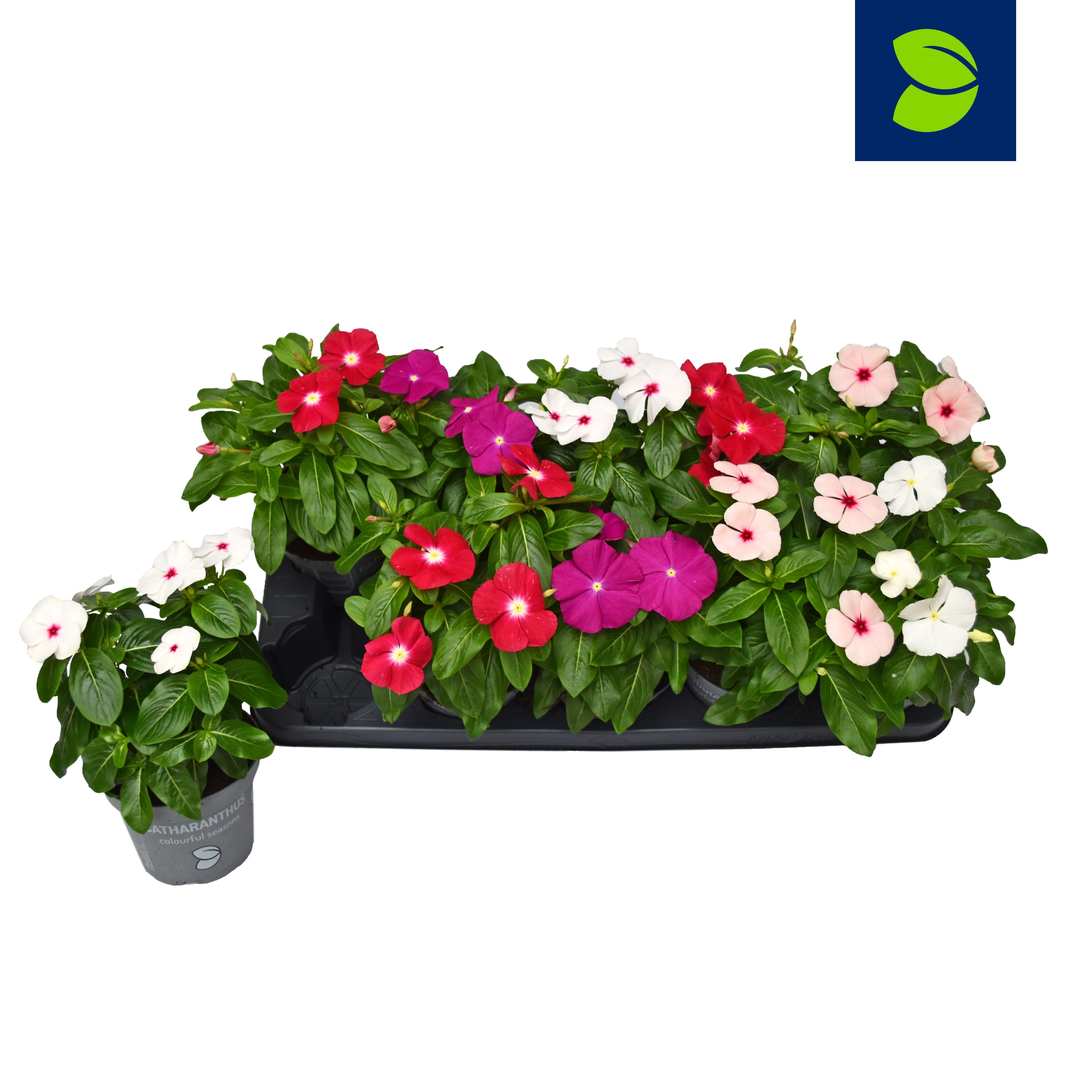 Catharanthus roseus mix - PROMO