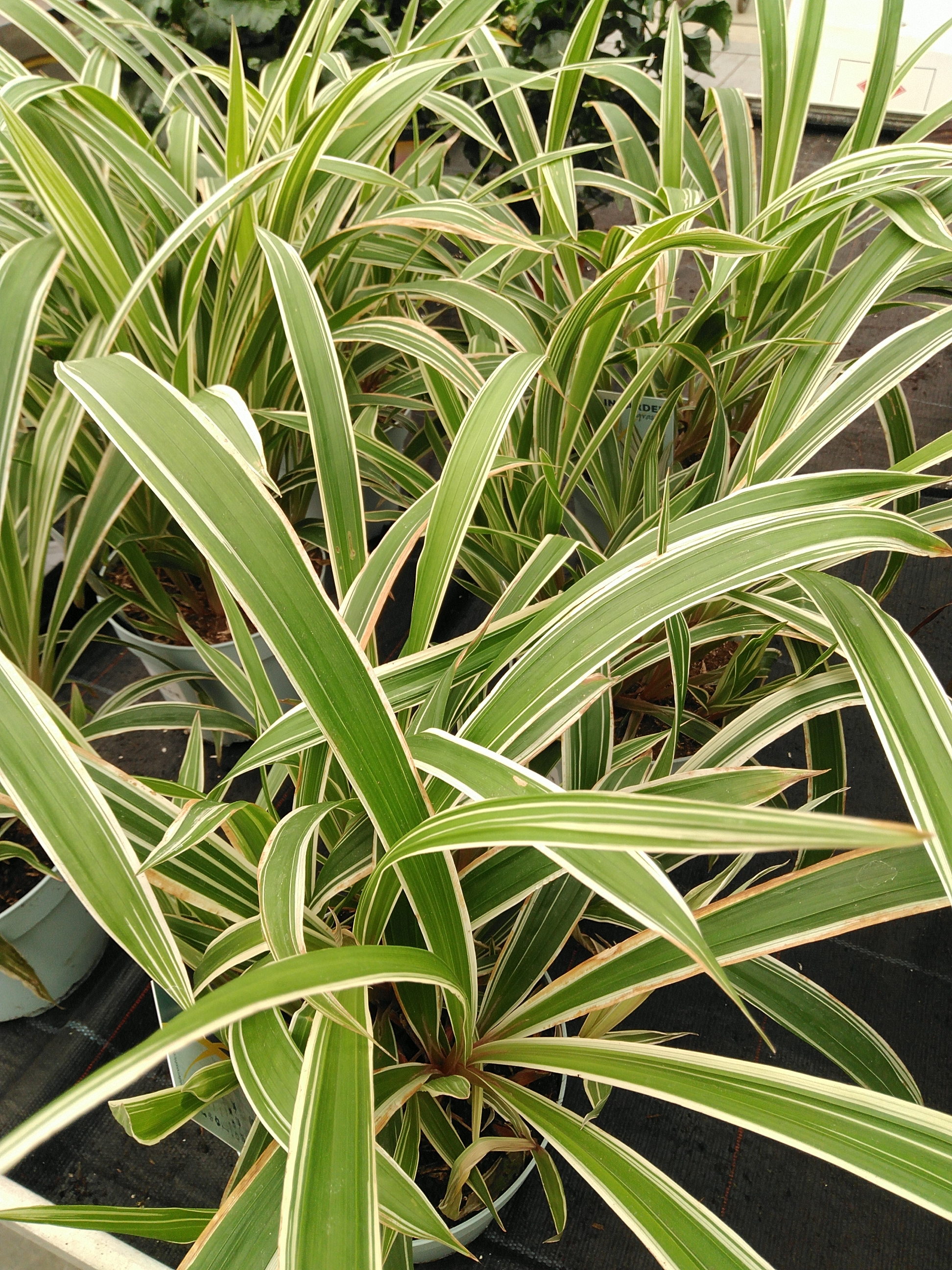 Carex siderosticha 'Shiro'