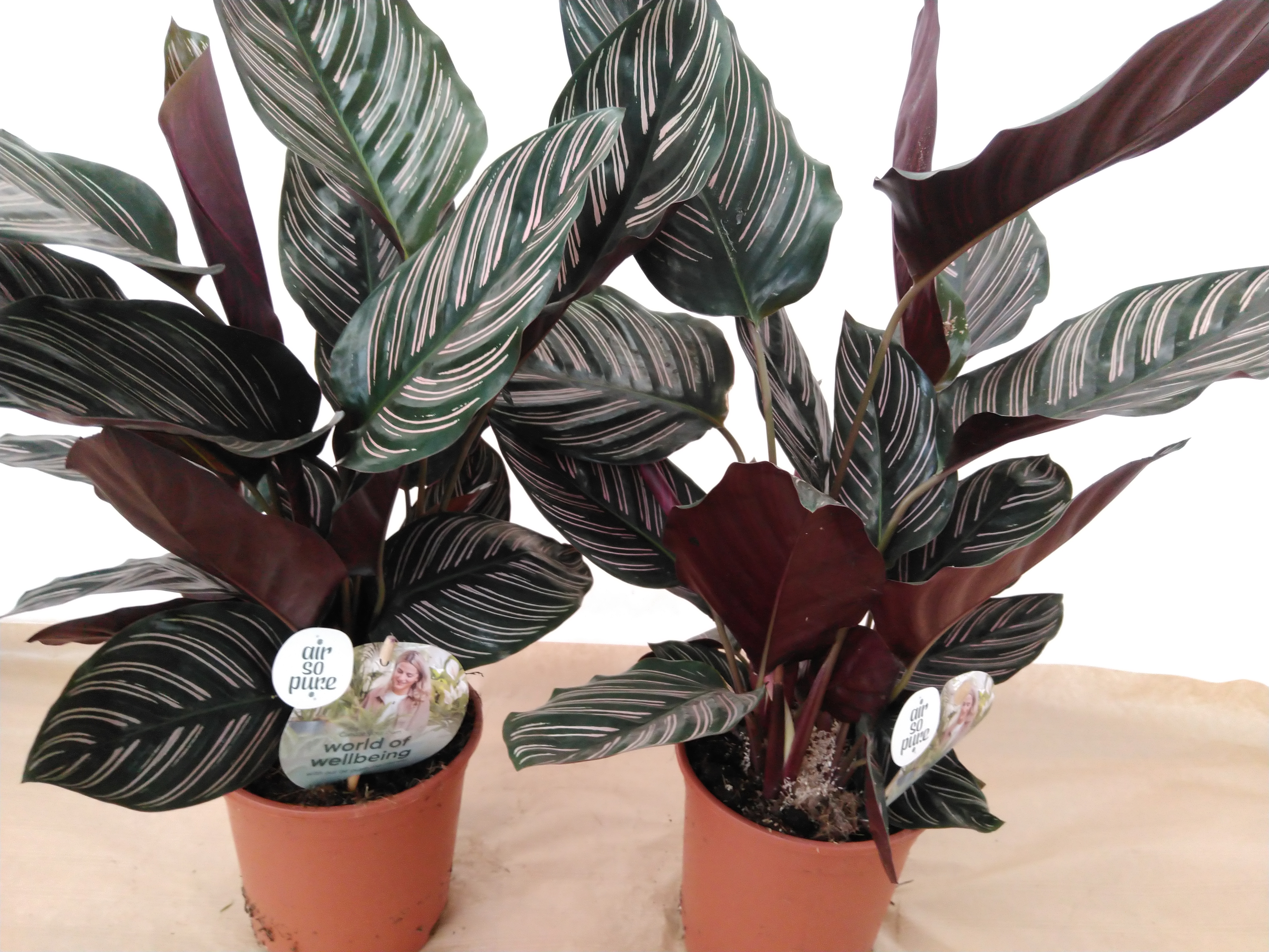 Calathea sanderiana - Air so Pure Calathea sanderiana - Air so Pure