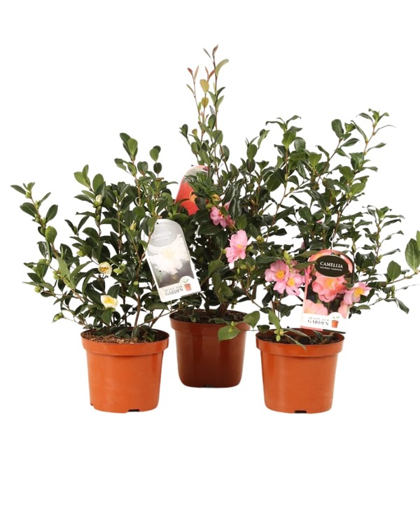 Camellia sasanqua Camellia sasanqua