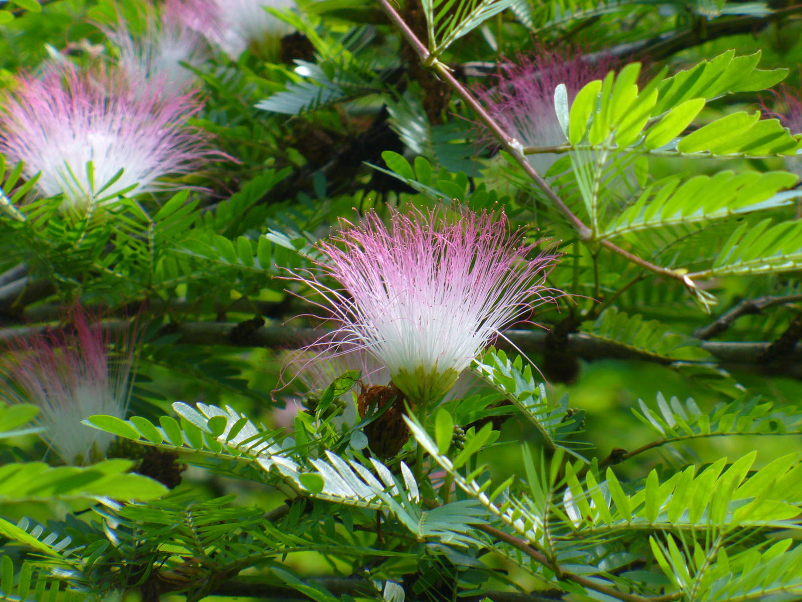 Calliandra surinamensis 'Dixie Pink'