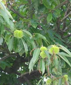 Castanea sativa 'Lyon' HO 8/10 Castanea sativa 'Lyon' HO 8/10