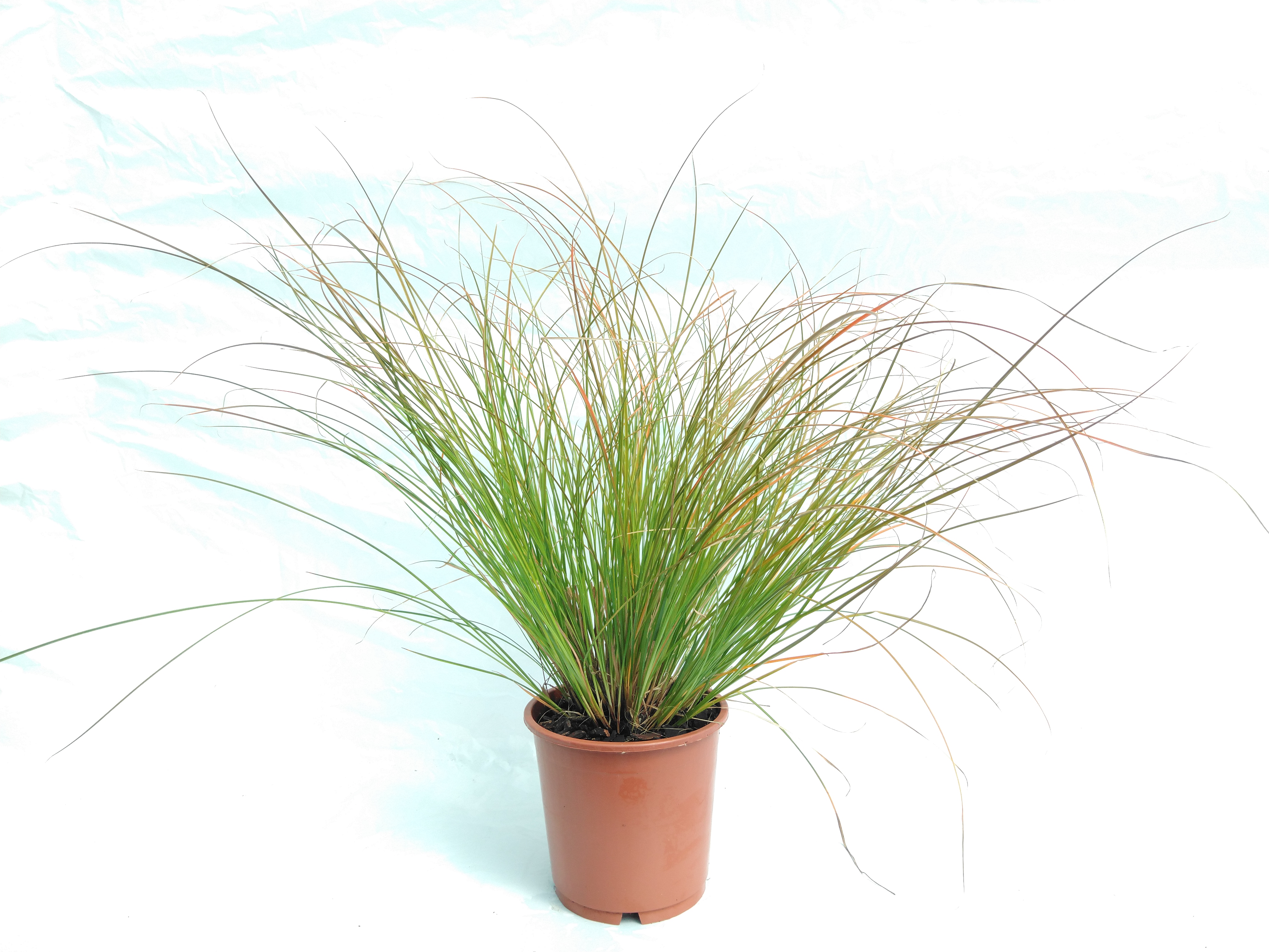 Carex testacea 'Prairie Fire' Carex testacea 'Prairie Fire'