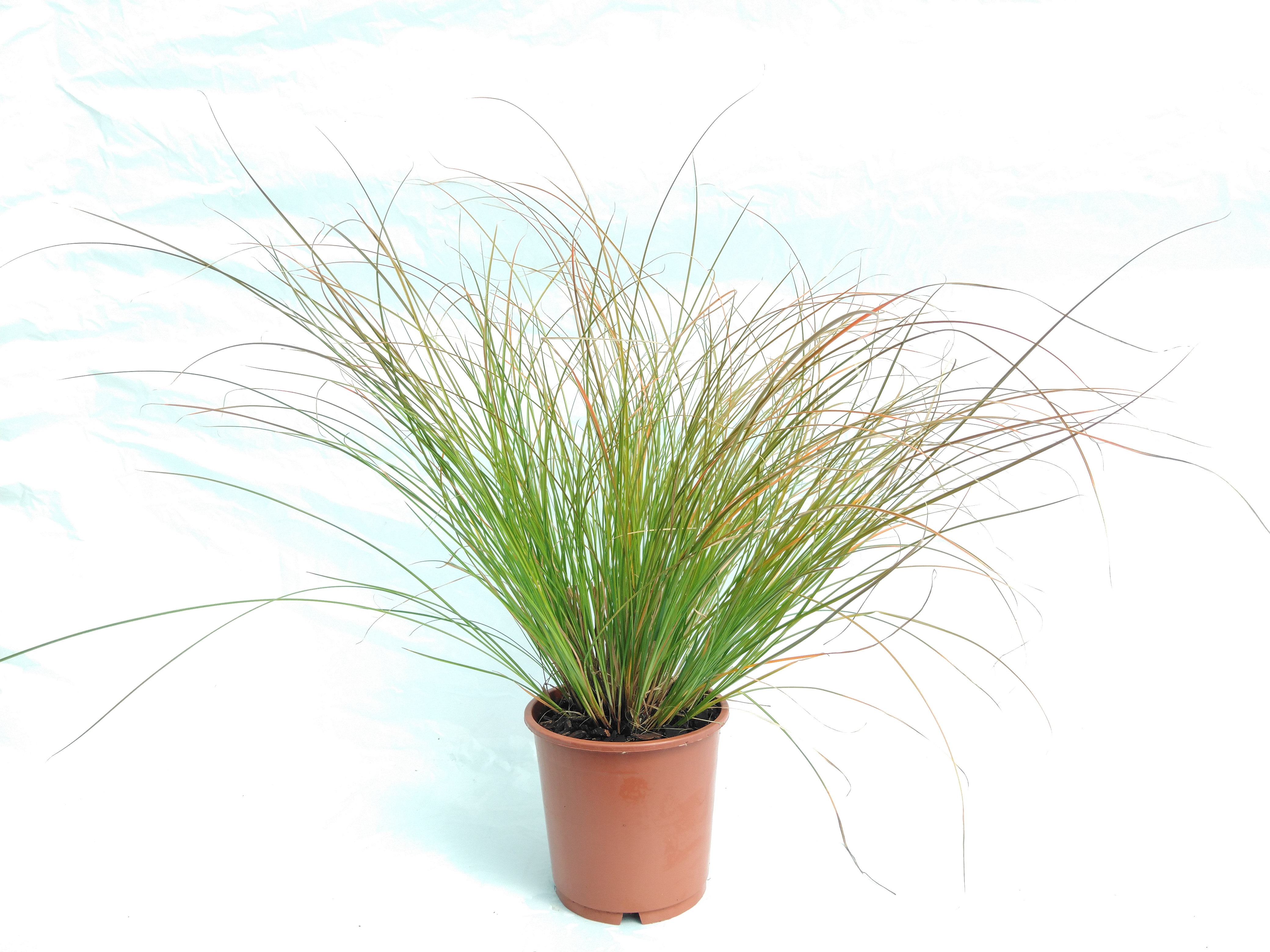 Carex testacea 'Prairie Fire'