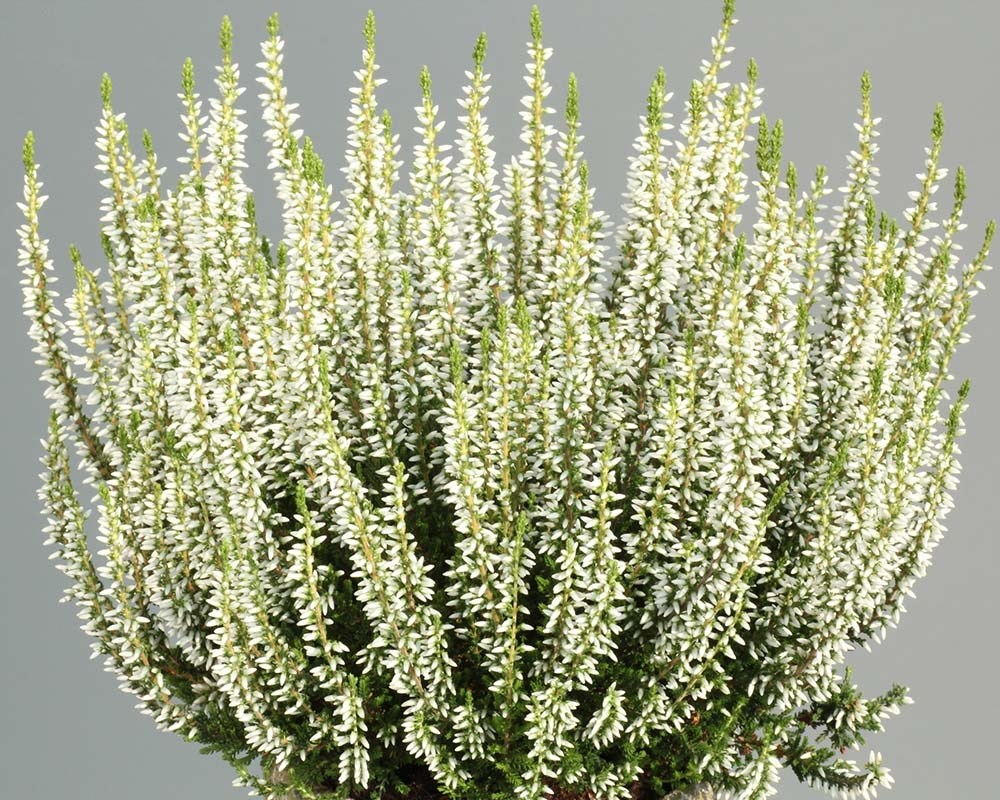 Calluna vulg. 'Garden G Alicia' wit zwaar xxl Calluna vulg. 'Garden G Alicia' wit zwaar xxl