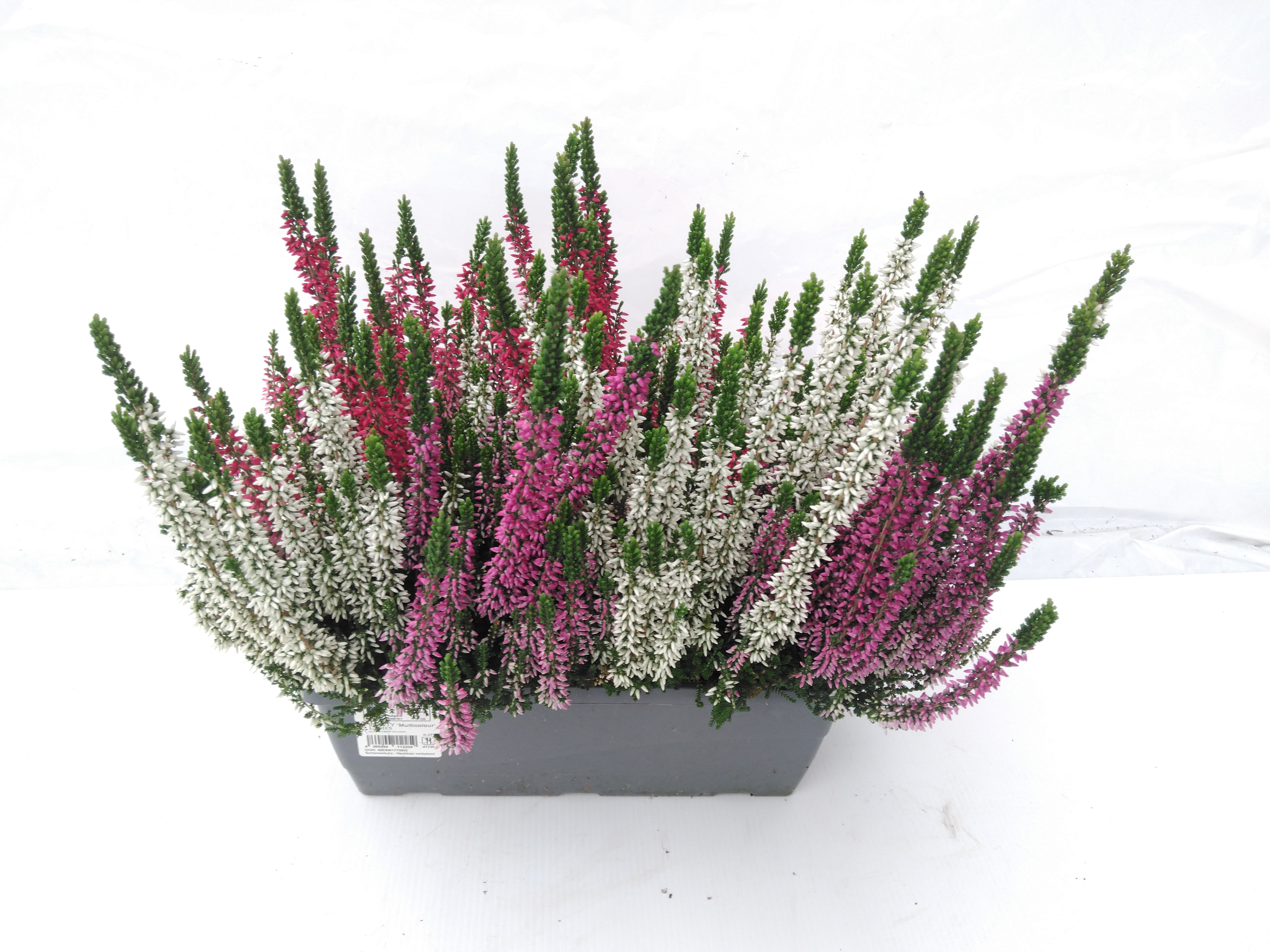 CALLUNA BEAUTY LADIES in bloembak