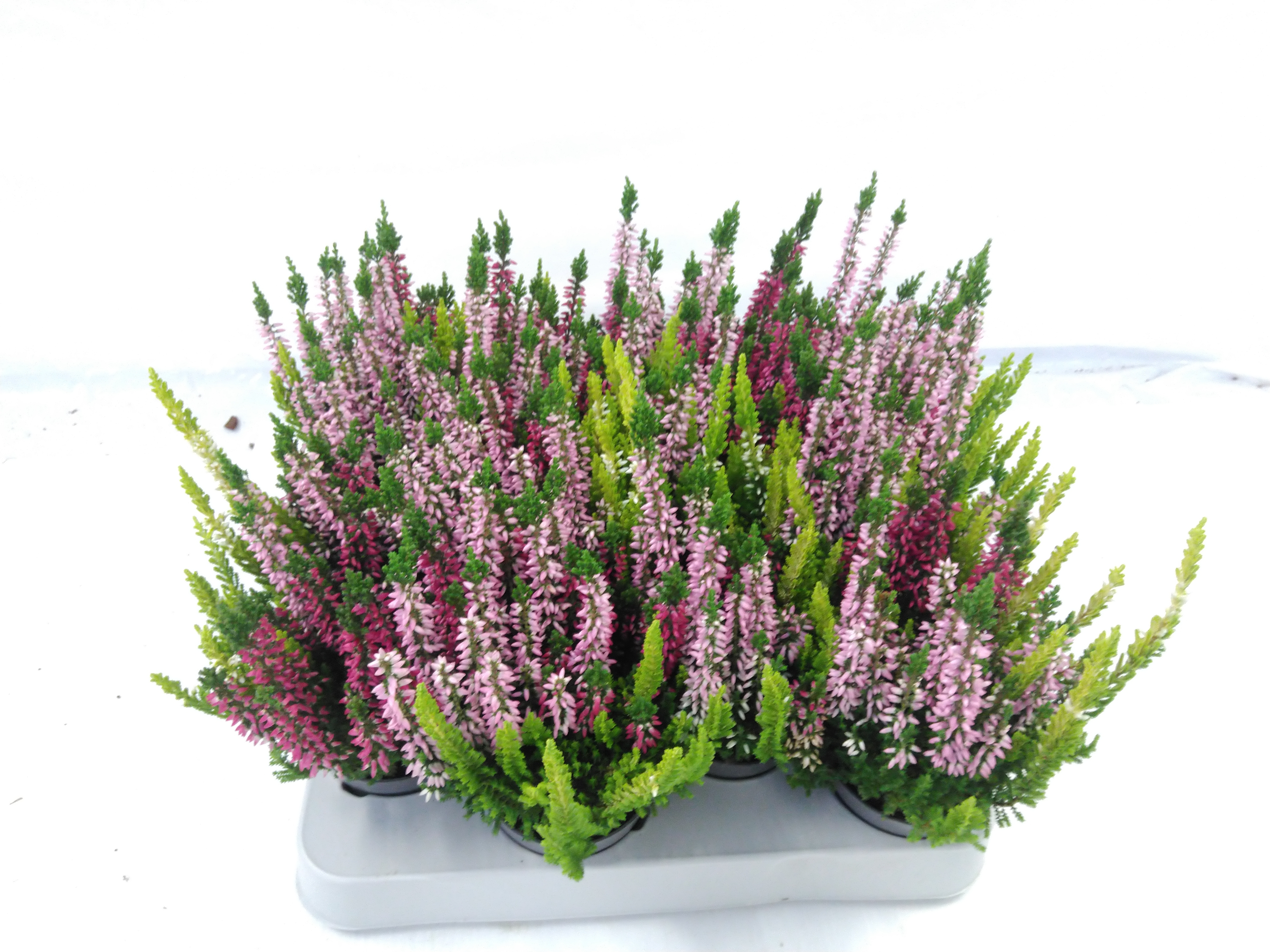 Calluna vulg. 'Beauty-L' ..mix 3/p mini trio