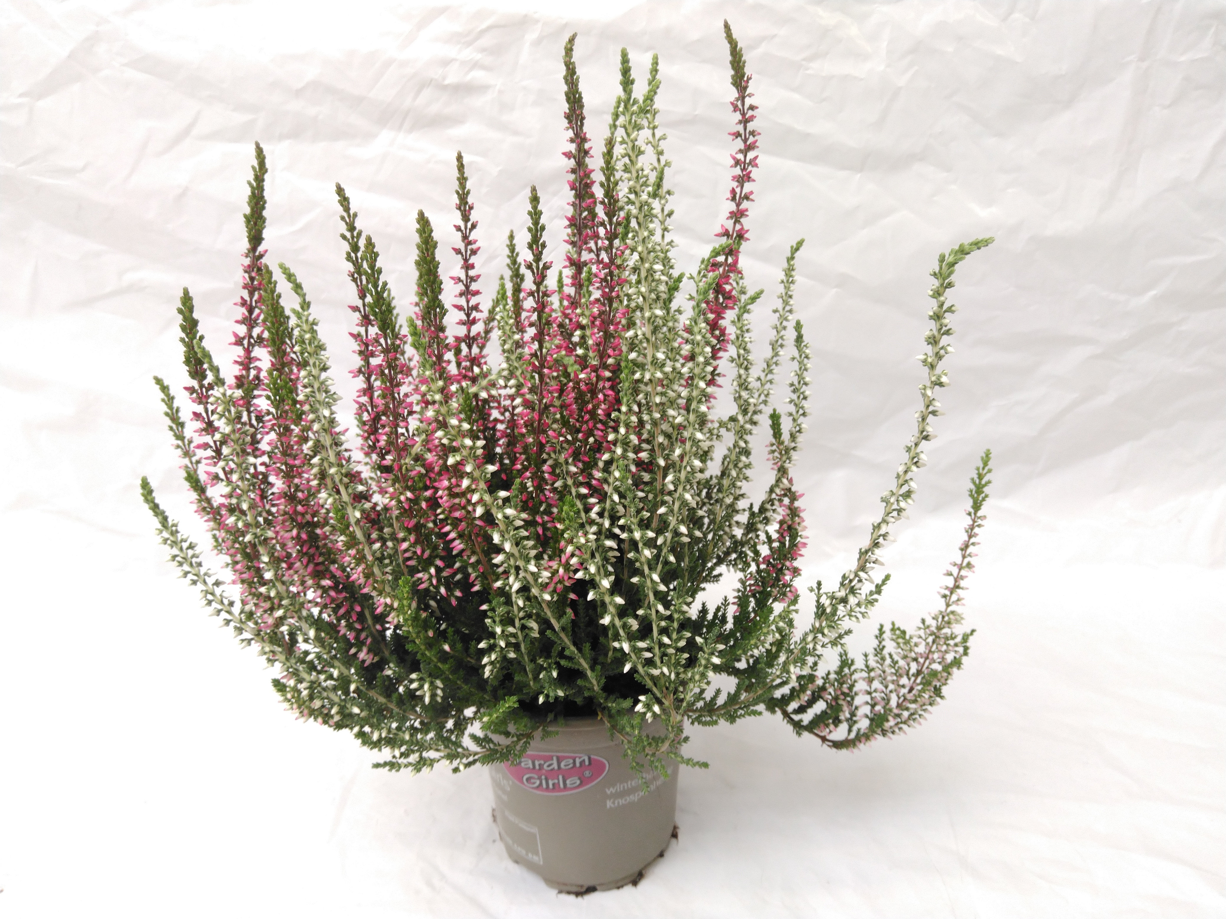 Calluna vulg. 'Garden G Twin'  rood/wit 