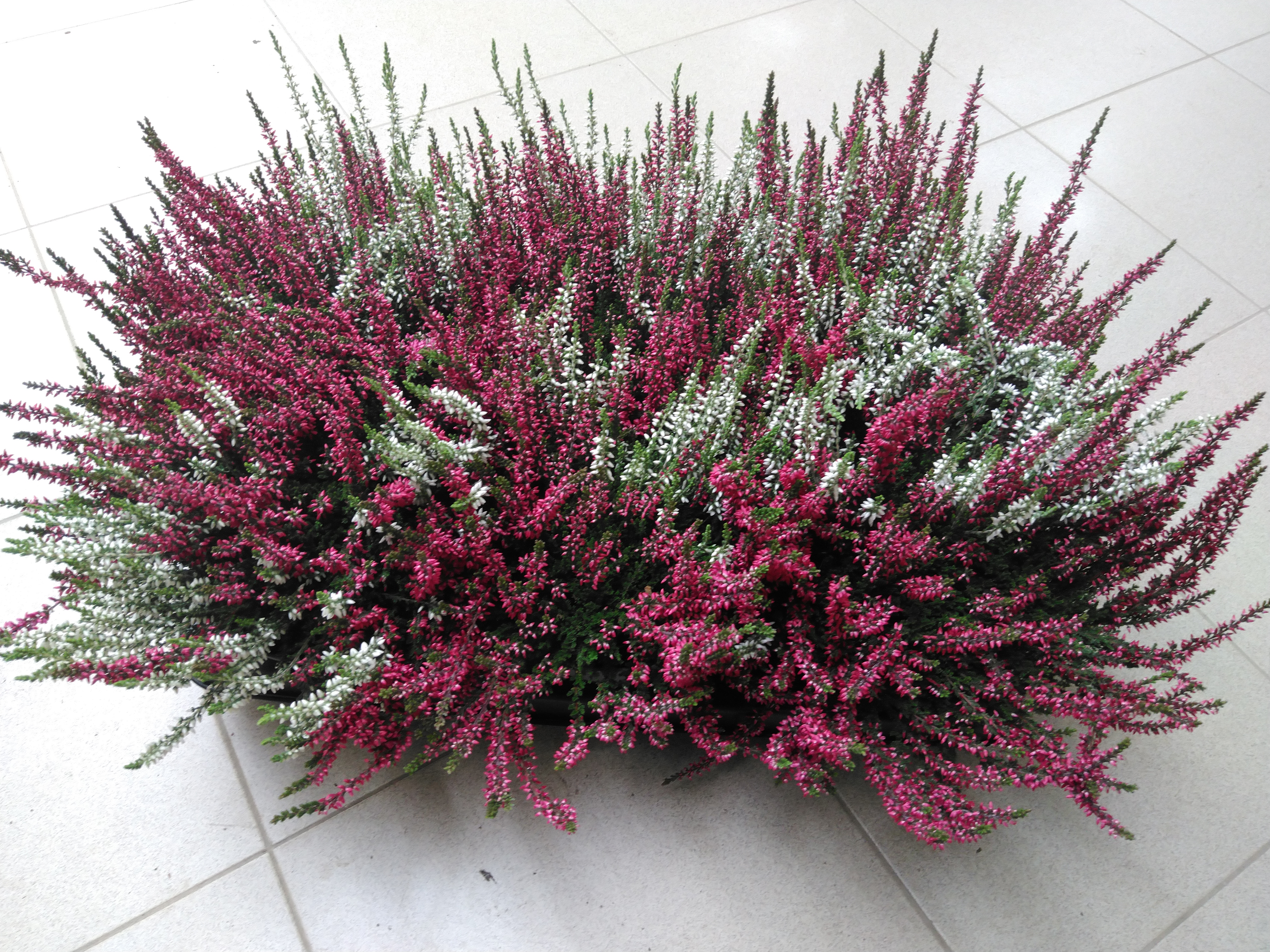 Calluna vulg. 'Garden G Twin'  rood/wit 