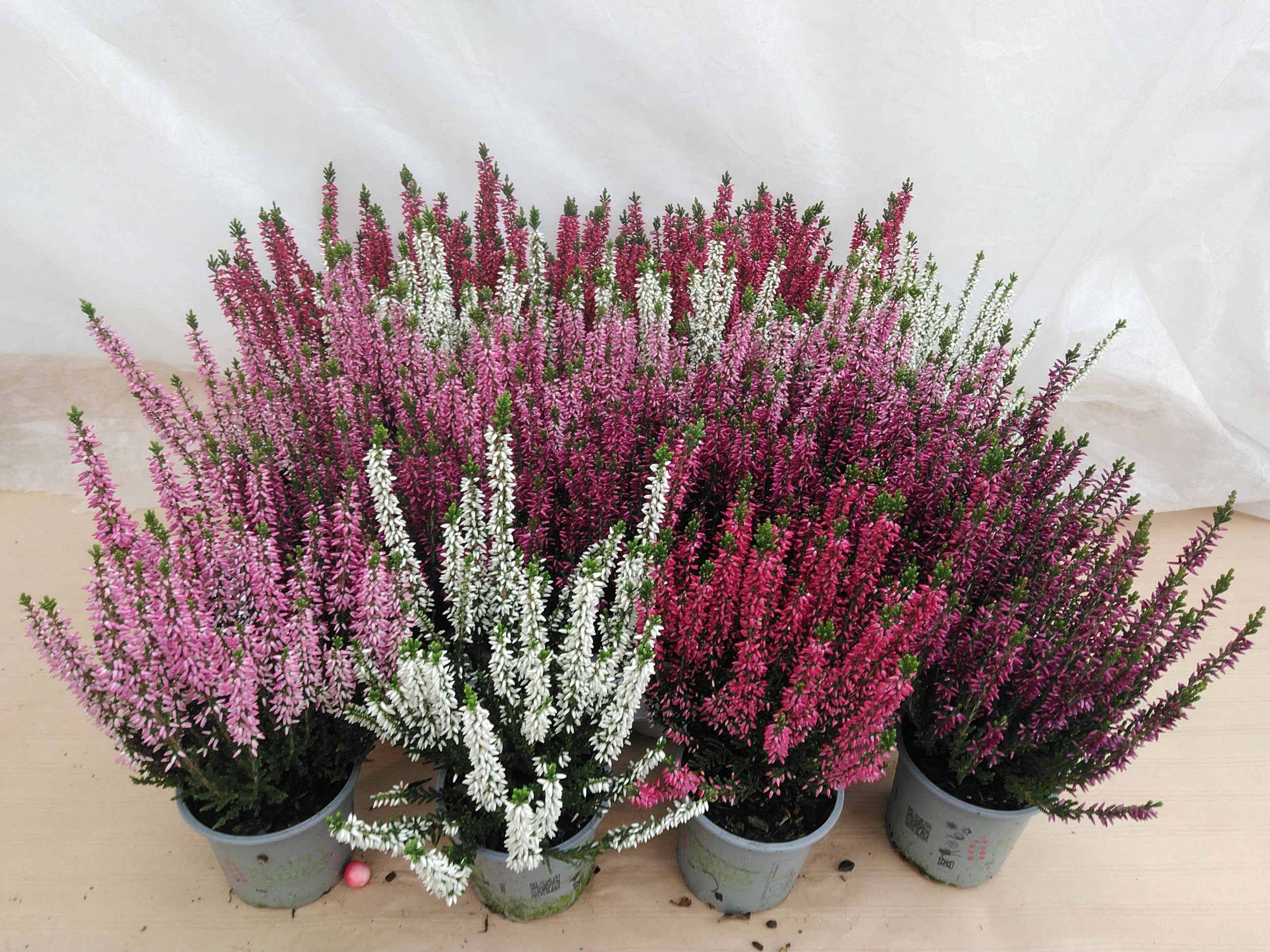 Calluna Beauty Ladies Mix