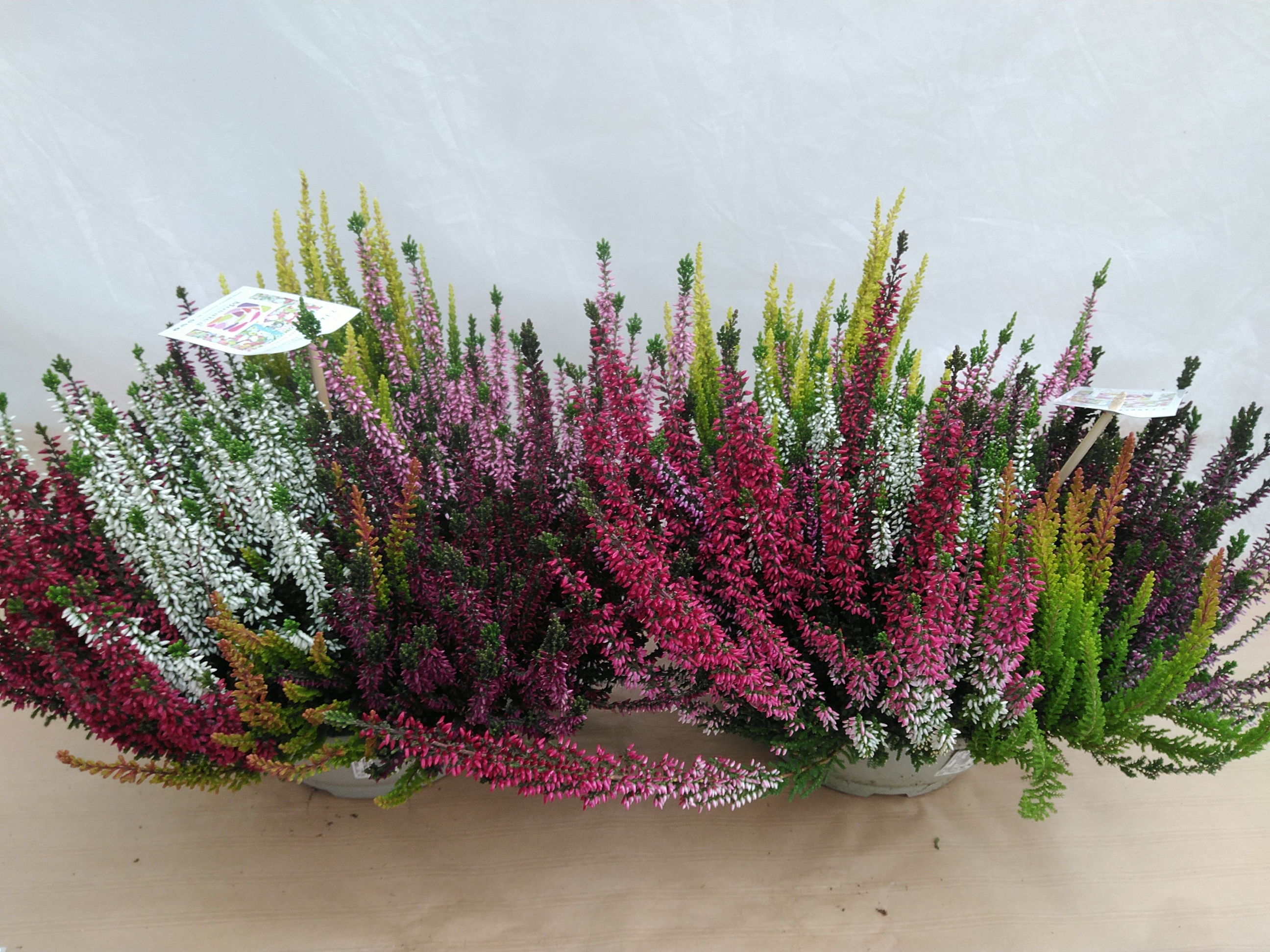 Calluna Coupe Mosaica