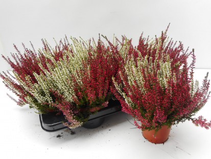 Calluna vulgaris 'Garden Girls Duo'