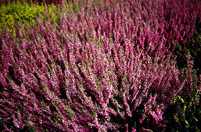 Calluna v. 'Garden Girls® Red'