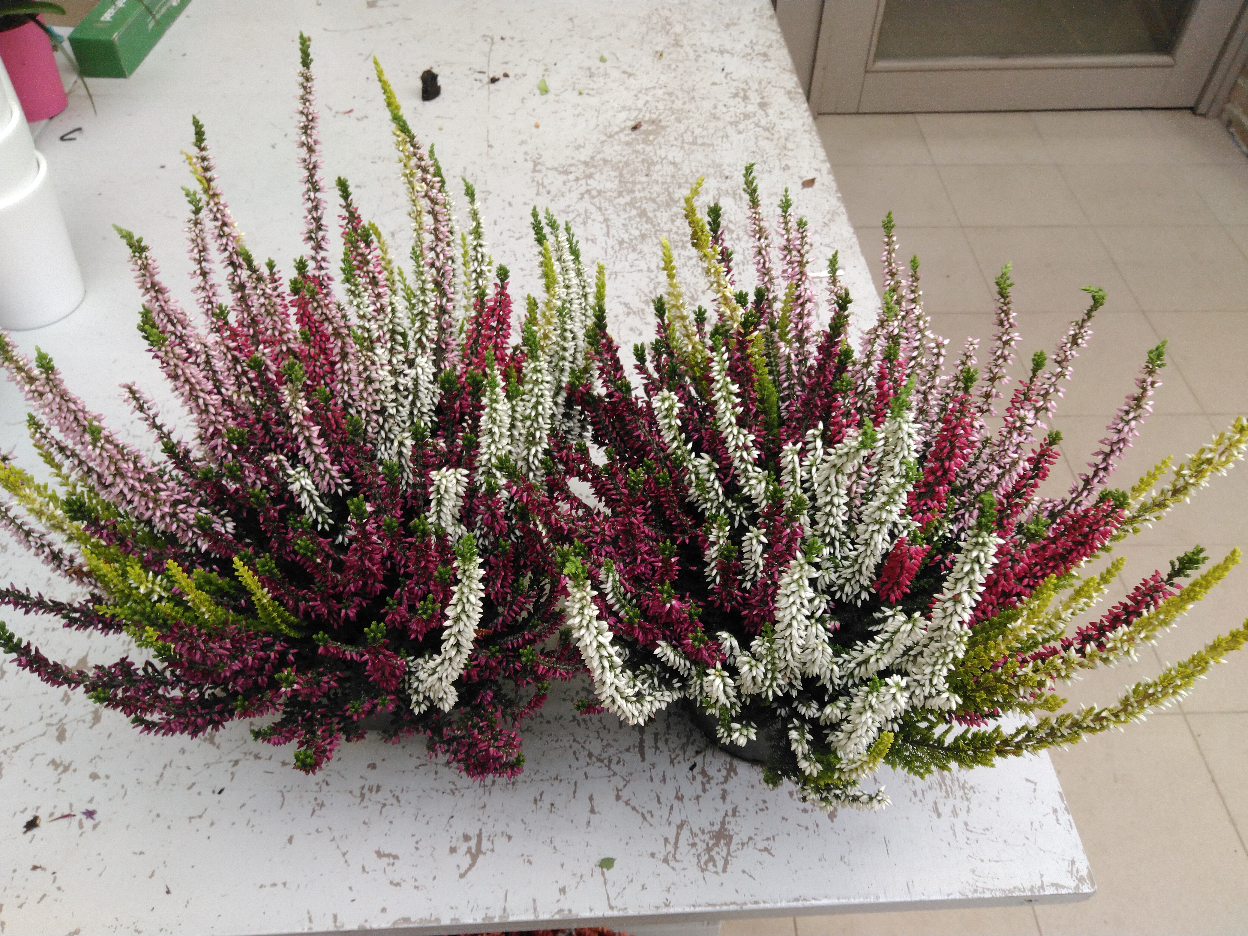Calluna vulg. 'Garden Girls' High Five - 5 kleuren