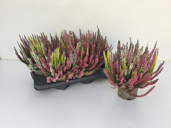 Calluna vulg. 'Garden Girls' High Five - 5 kleuren