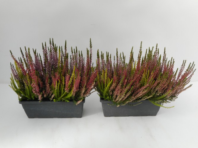 Calluna vulg. High Five Bloembak