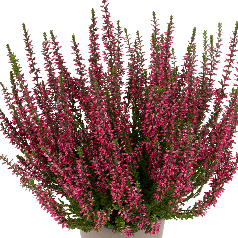Calluna vulg. 'Garden G Martina' rood zwaar xxl Calluna vulg. 'Garden G Martina' rood zwaar xxl