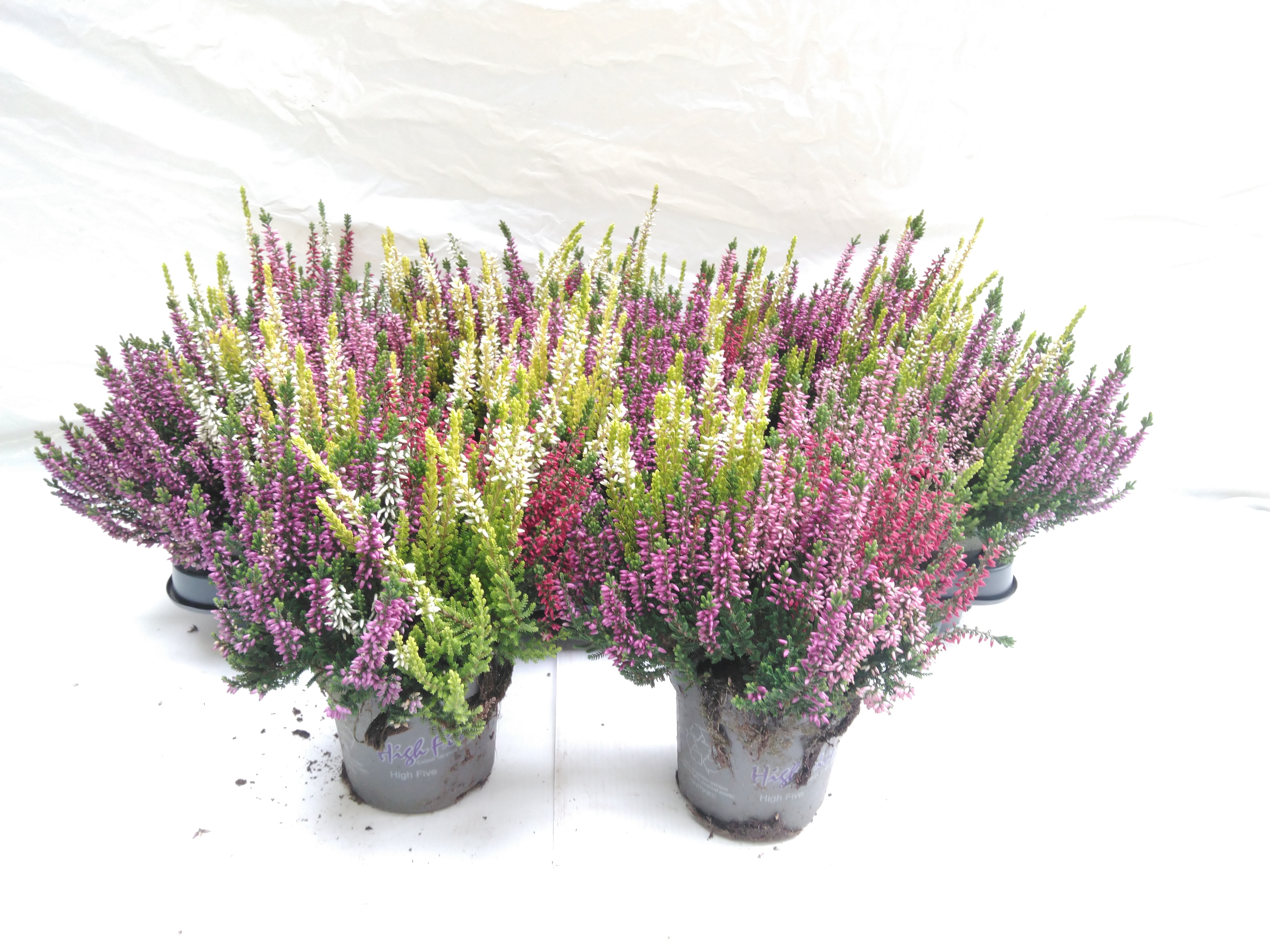 Calluna Quattro