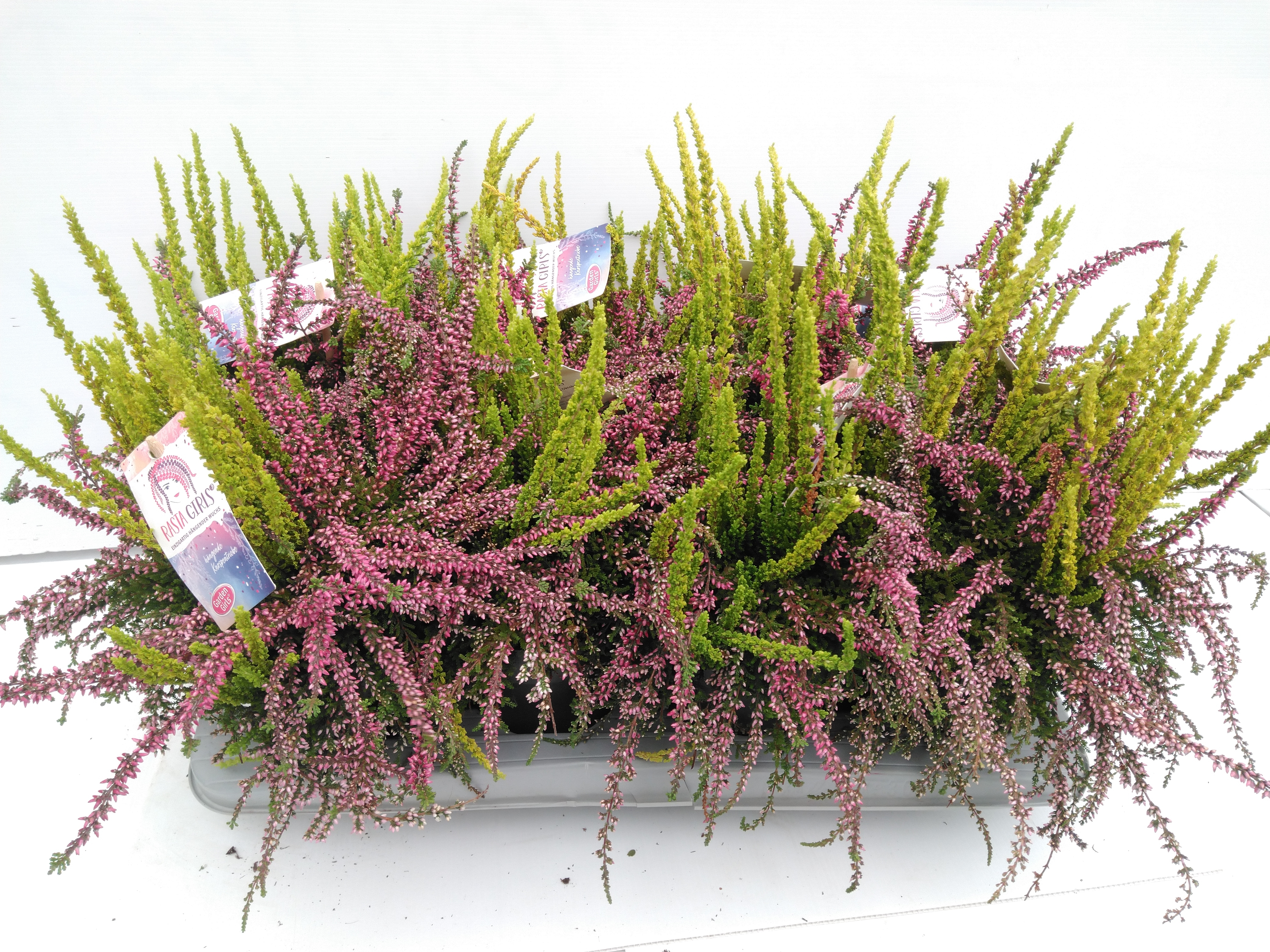 Calluna vulgaris 'Rasta Girl' Calluna vulgaris 'Rasta Girl'