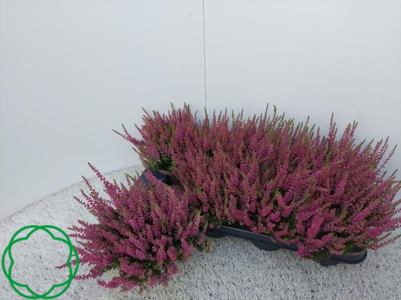 Calluna vulgaris 'Red Sun'