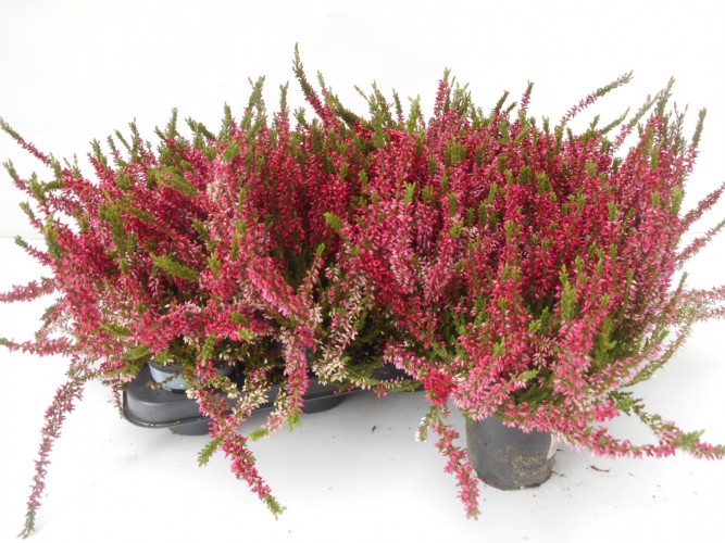 Calluna vulg. - rood geverfd