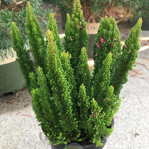 Calluna vulgaris 'Skyline'