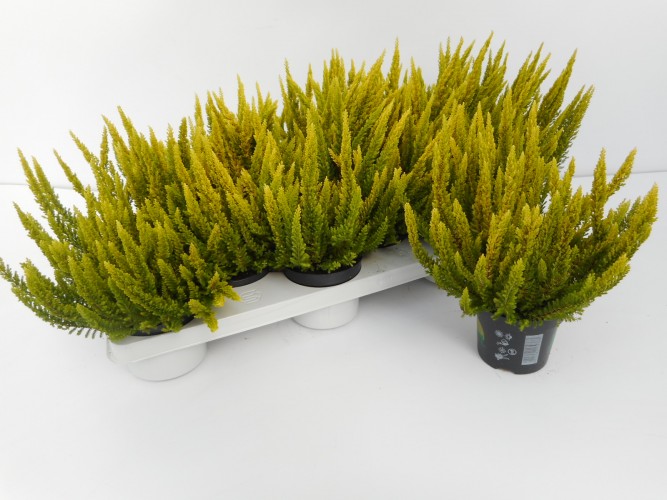 Calluna vulgaris 'Skyline'
