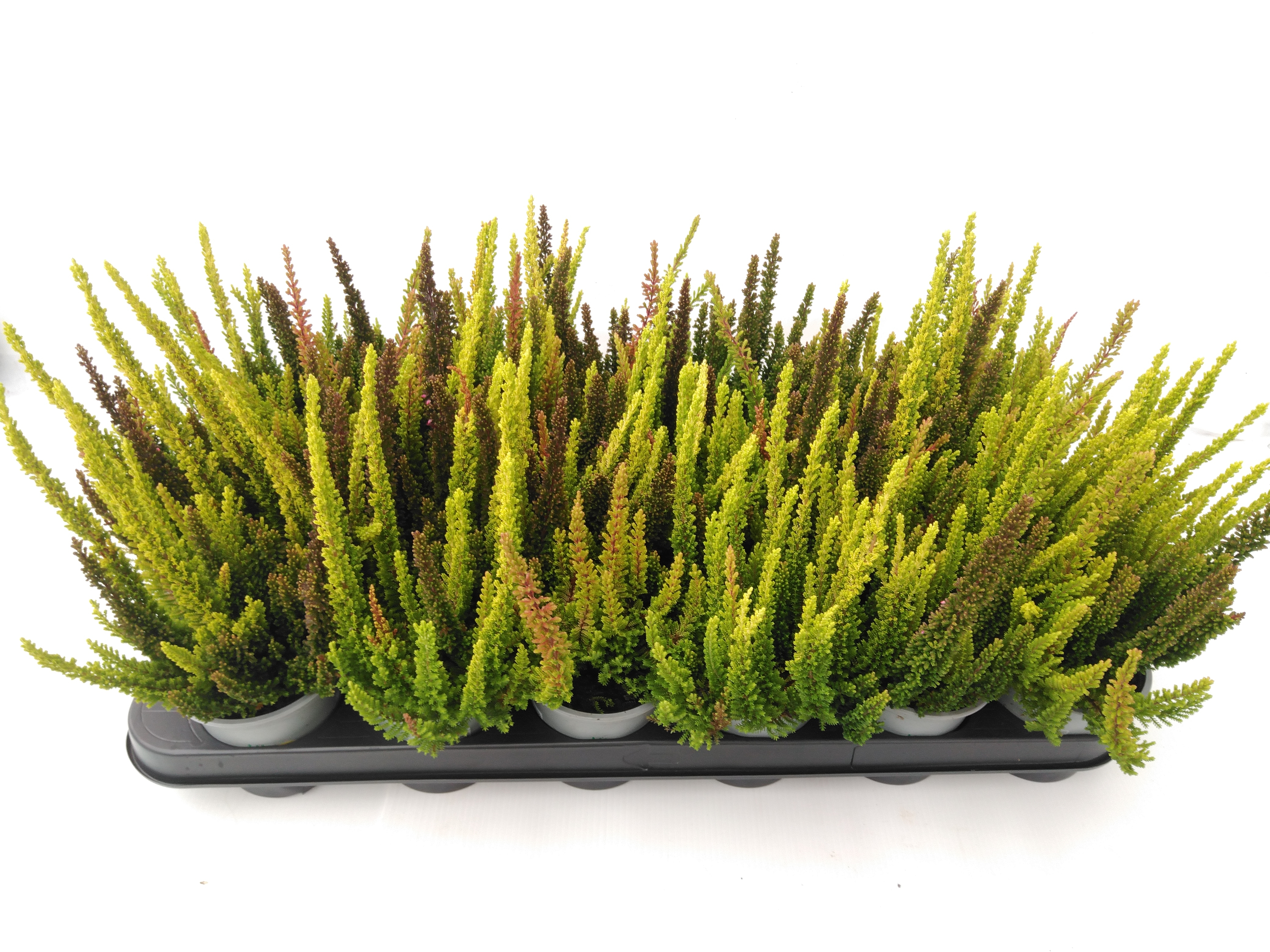 Calluna Skyline Trio Beaty Ladies