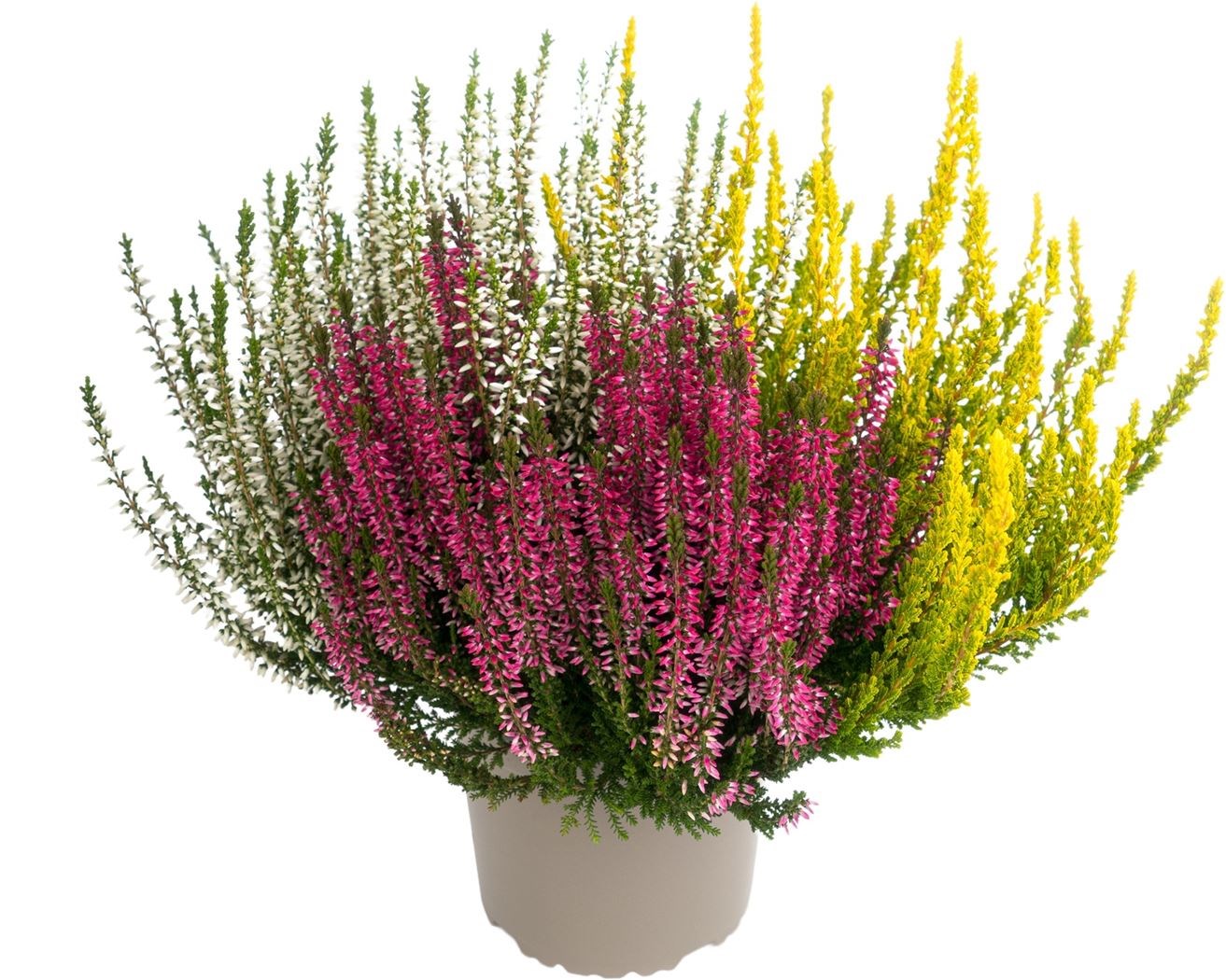 Calluna vulg. 'Garden Girls Trio' Calluna vulg. 'Garden Girls Trio'